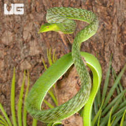 Vietnamese Green Vine Snake