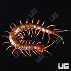 Indonesian "Mahogany" Centipede