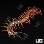 Lowland Jewel Centipede