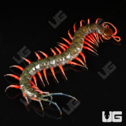 Lowland Jewel Centipede