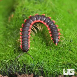 Neon Orange Dragon Millipede