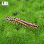 Orange And White Dragon Millipede