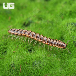 Orange And White Dragon Millipede