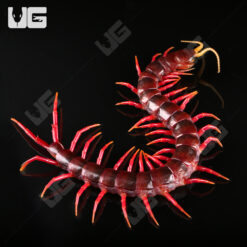 Red Rosie Centipede