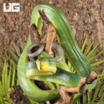 Red Tailed Green Ratsnake