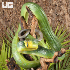 Red Tailed Green Ratsnake