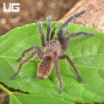 South Thailand Blue Tarantula (1 - 2")