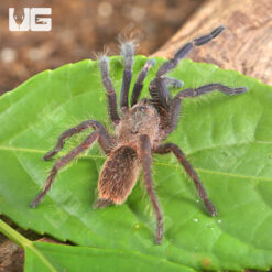 South Thailand Blue Tarantula (1 - 2")