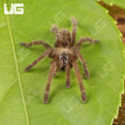 Stout Leg Earth Tiger Tarantula (.5-.75")