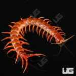 Sulawesi Flame Centipede