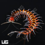Toraja Piece Of Lava Centipede
