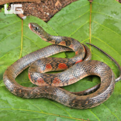 Triangle Keelback Snake