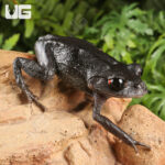 Vietnam Spadefoot Toad