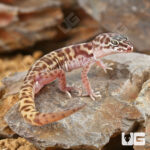 Western Banded Gecko