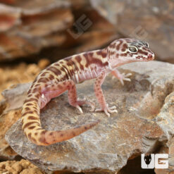 Western Banded Gecko