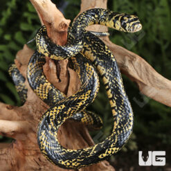 Yearling Nicaraguan Tiger Ratsnake