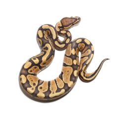 Baby Orange Dream Yellowbelly Het Pied Poss Het Albino Ball Python