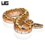 Baby Spider Enchi Het Albino Ball Python