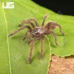 Vietnam Highland Tarantula (.5 - .75)