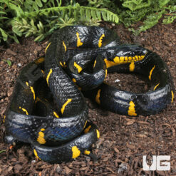Sumatran Mangrove Snake