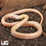 Baby Albino Japanese Ratsnake