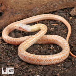 Baby Albino Japanese Ratsnake