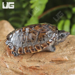 Baby Chiapas Giant Musk Turtle