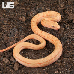 C.B. Baby Hypo Chinese King Ratsnake