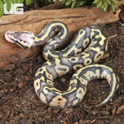 Baby Male Firefly Het Hypo Ball Python