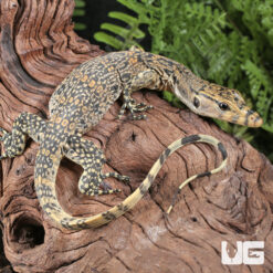 Baby Marbled Asian Water Monitor