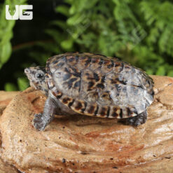 Baby Giant Mexican Musk Turtle