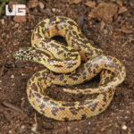 Baby Mosaic Het Hypo Brooks Kingsnake