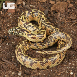 Baby Mosaic Het Hypo Brooks Kingsnake