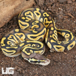 Baby Pastel Mojave Leopard Ball Python