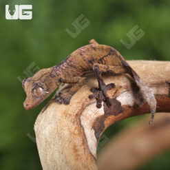 C.B. Baby Satanic Leaftail Gecko #2
