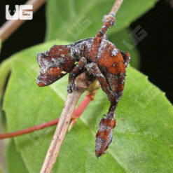 C.B. Baby Satanic Leaftail Gecko