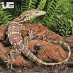 Baby T+ Albino Asian Water Monitor
