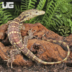 Baby T+ Albino Asian Water Monitor
