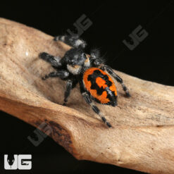 Bryantae Phase Bold Jumping Spider