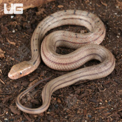 C.B. Baby Chinese King Ratsnake