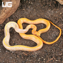 C.B. Baby Female Albino Radiated Ratsnake