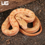 C.B. Baby Male Albino Chinese King Ratsnake