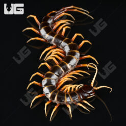 Hammer Tiger Centipede