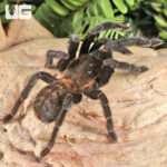 Kalimantan Orange Fringe Tarantula (3 - 4")