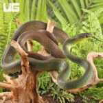 Many-Banded Green Snake