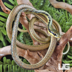 Painted Bronzeback Snake
