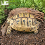 Yearling Greek Tortoise