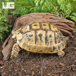 Yearling Greek Tortoise