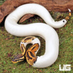Baby High White Pied Ball Python