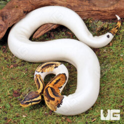 Baby High White Pied Ball Python